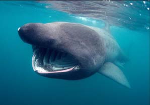 basking_shark_Cetorhinus_maximus_0.9999802.JPEG