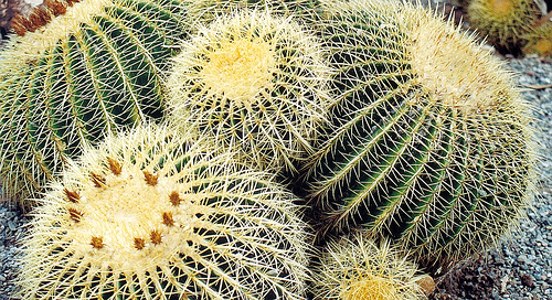 barrel_cactus_0.99205023.JPEG