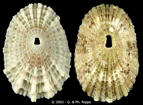 keyhole_limpet_Fissurella_apertura_Diodora_apertura_0.97029257.JPEG