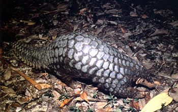 pangolin_scaly_anteater_anteater_0.99973637.JPEG