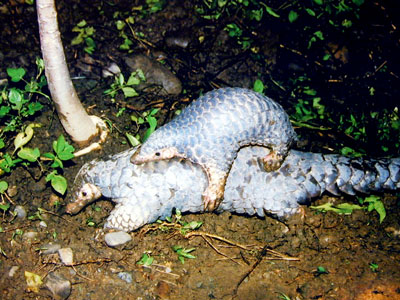 pangolin_scaly_anteater_anteater_0.9998398.JPEG