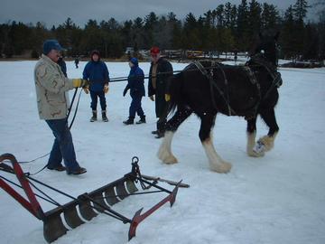 plow_horse_plough_horse_0.99936455.JPEG