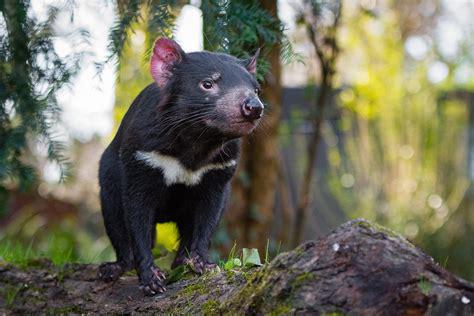 tasmanian_devil.jpg