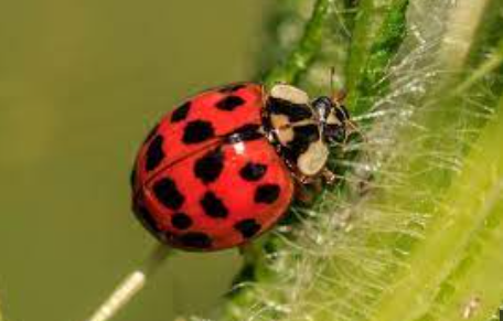 Ladybug.png