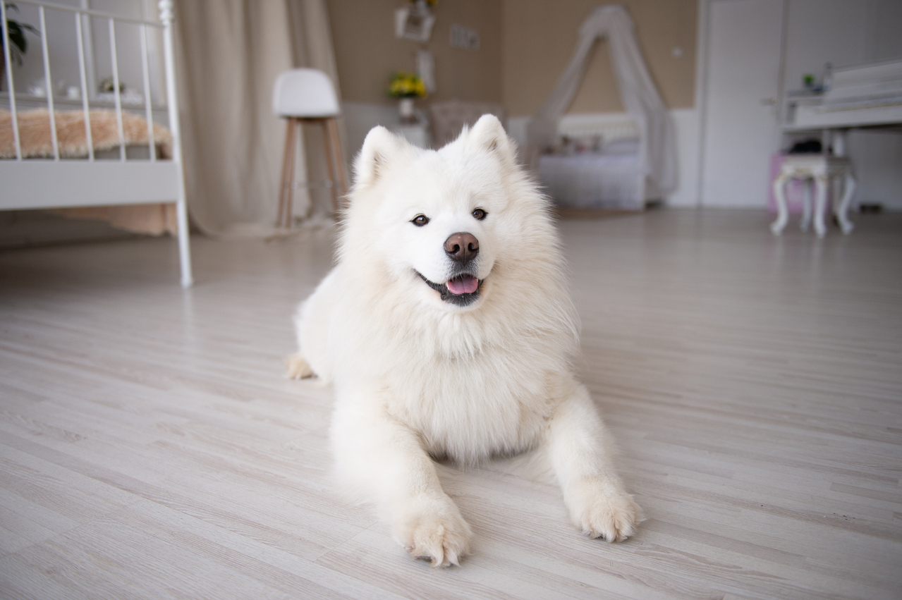 Samoyed(薩摩耶).jpg