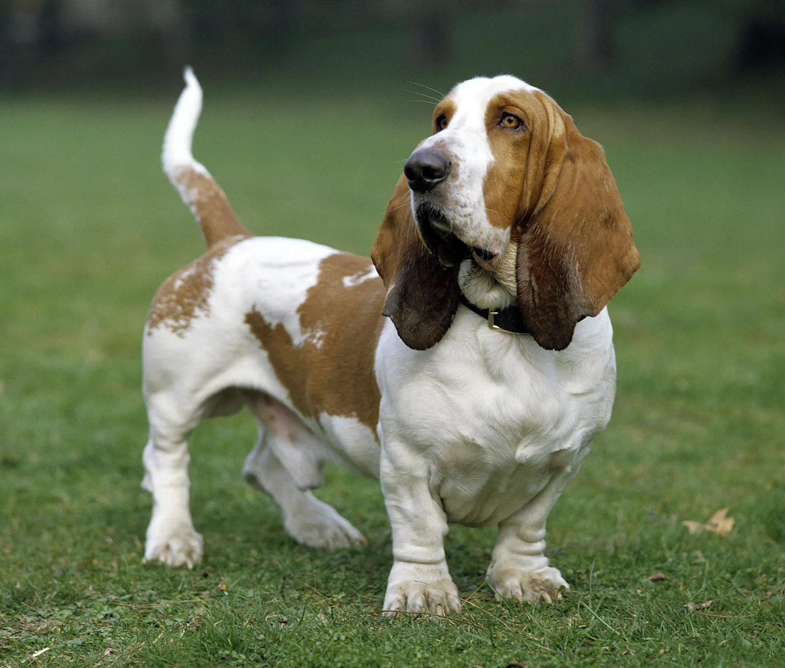 basset.jpg