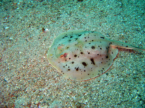 stingray