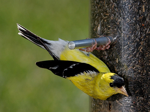 goldfinch