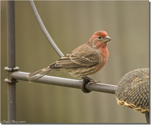 house_finch