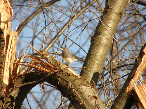 junco