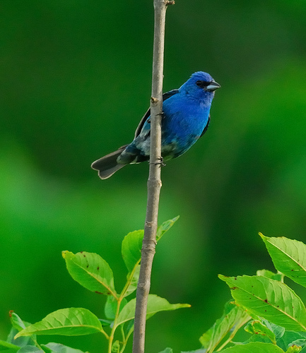 indigo_bunting