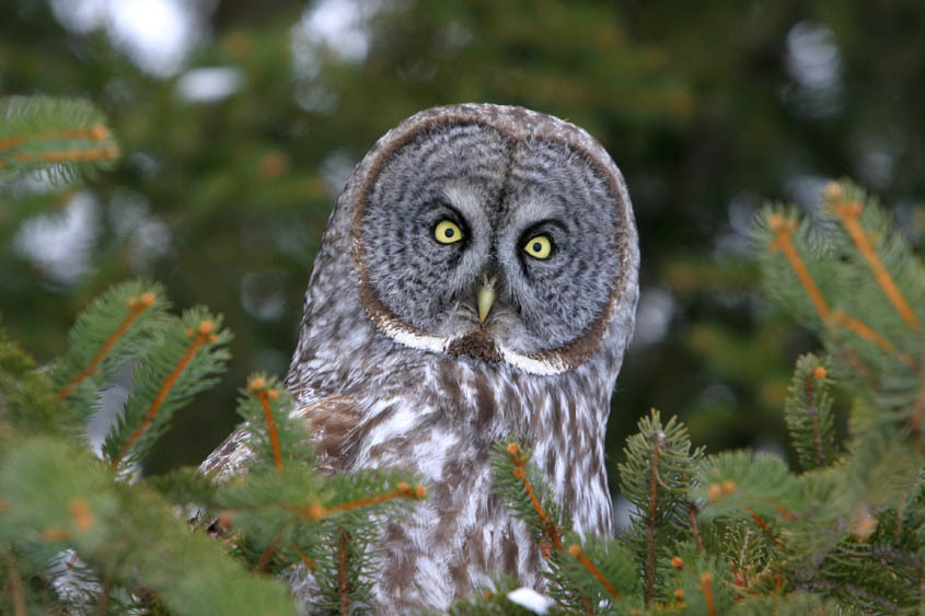 great_grey_owl