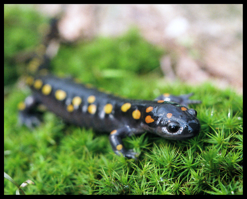 spotted_salamander