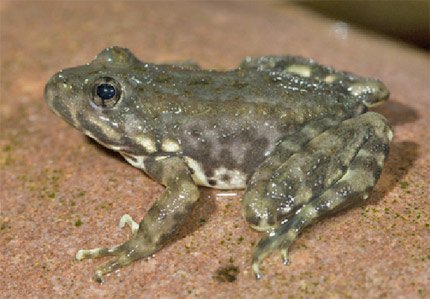 tailed_frog