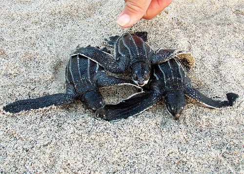 leatherback_turtle