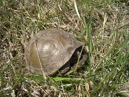 box_turtle