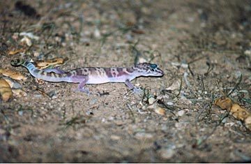 banded_gecko