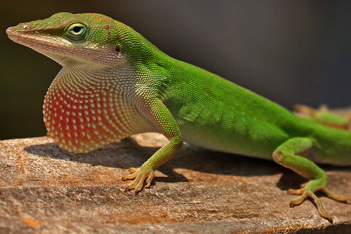 American_chameleon