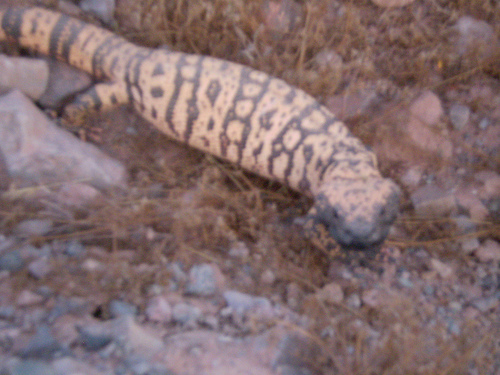 Gila_monster