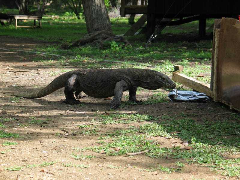 Komodo_dragon