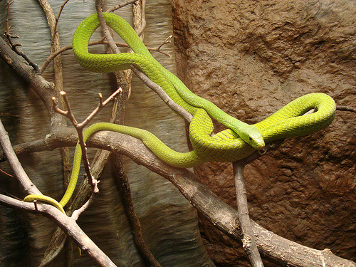 green_snake