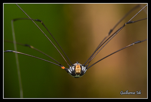 harvestman