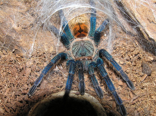 tarantula