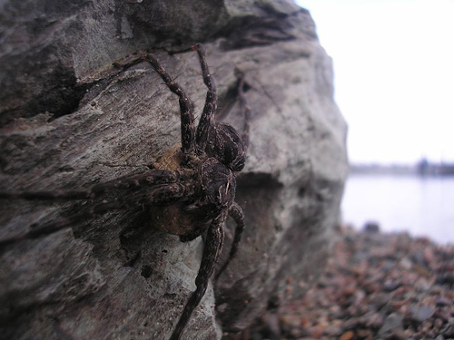 wolf_spider