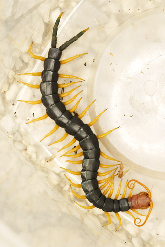 centipede