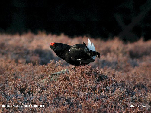 black_grouse