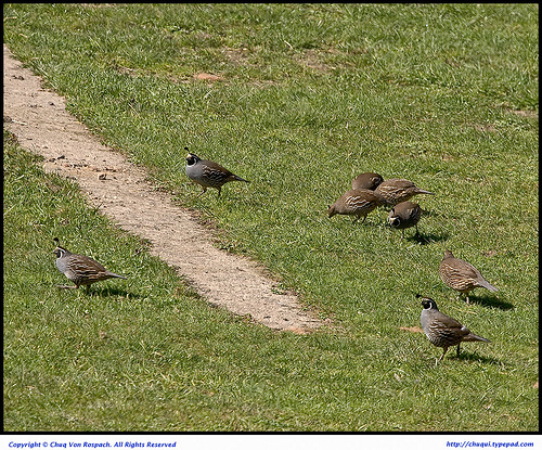 quail