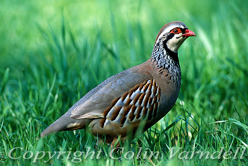 partridge