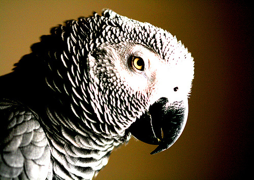 African_grey