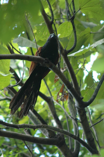 coucal