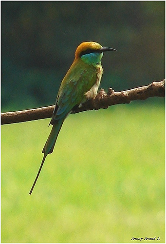 bee_eater