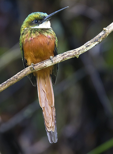 jacamar