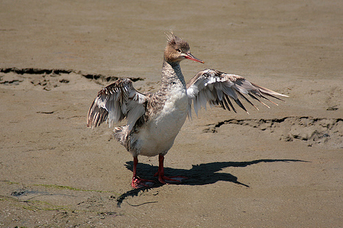 red-breasted_merganser