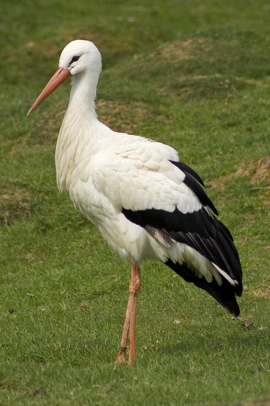 white_stork