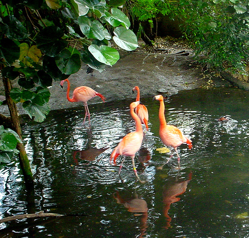 flamingo