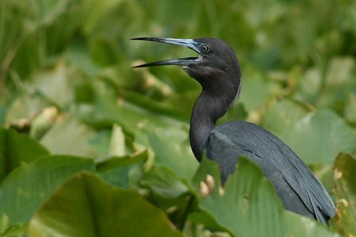 little_blue_heron