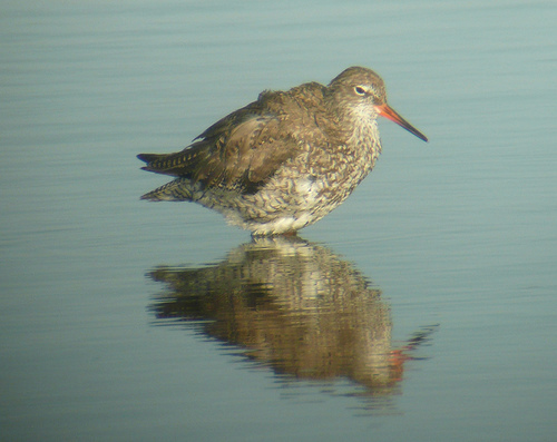 redshank