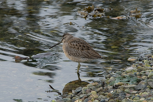 dowitcher