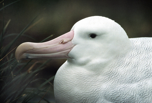 albatross