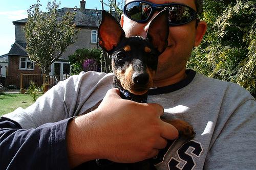 toy_terrier