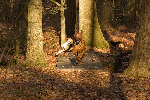 Rhodesian_ridgeback