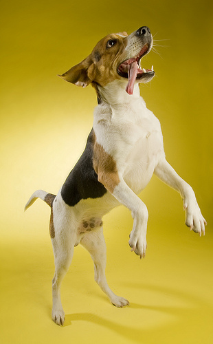 Walker_hound