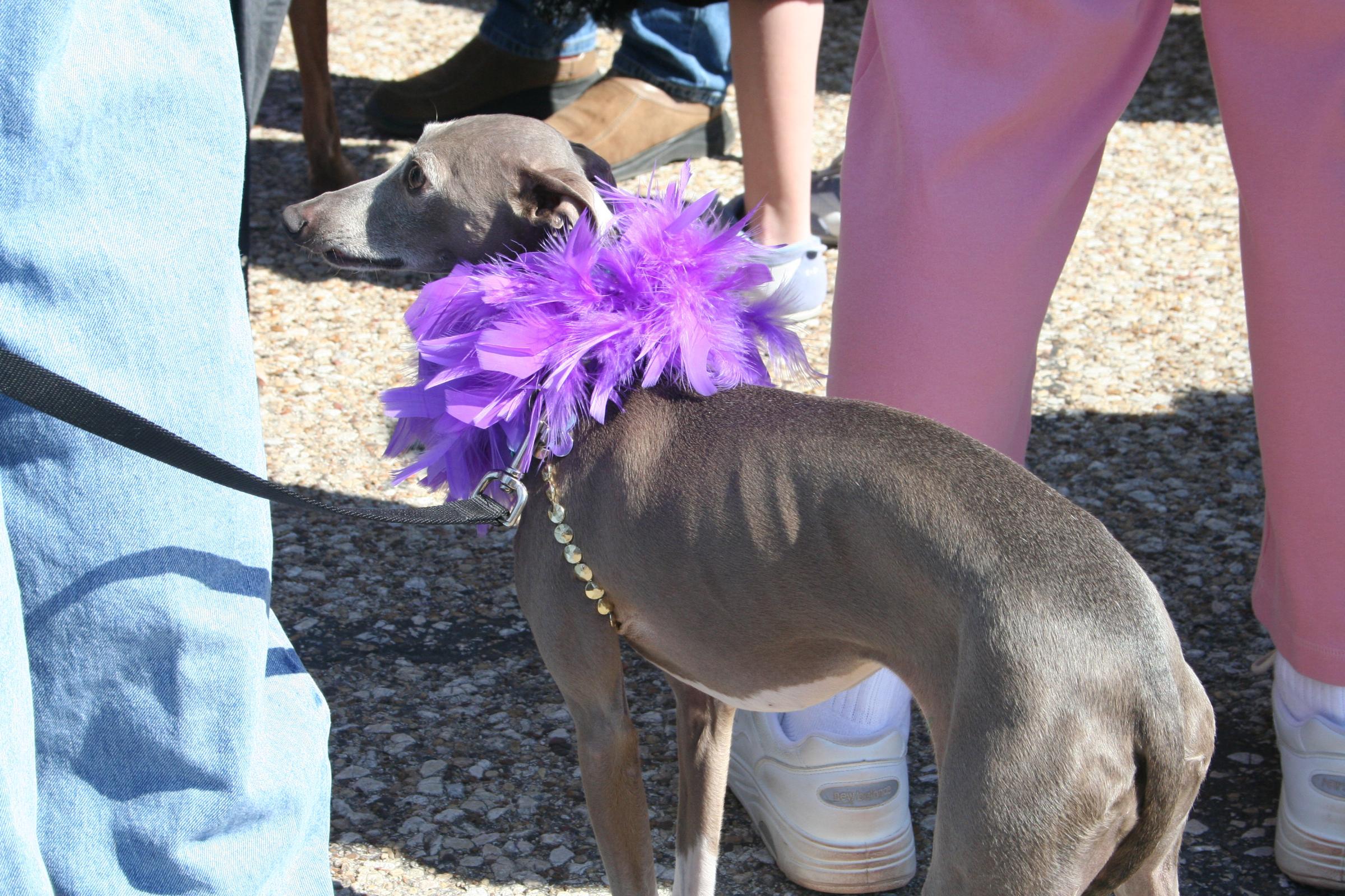 Italian_greyhound