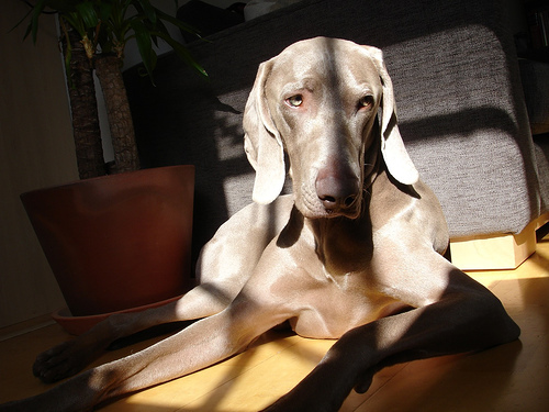 Weimaraner