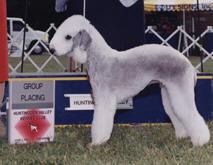 Bedlington_terrier