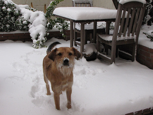 Irish_terrier